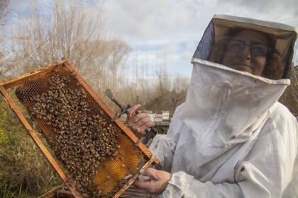 En 2017, la provincia de Buenos Aires exportó 35.000 toneladas de miel
