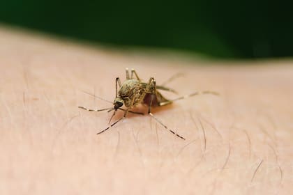 La malaria está causada por parásitos que se transmiten al ser humano por la picadura de mosquitos hembra infectados del género Anopheles