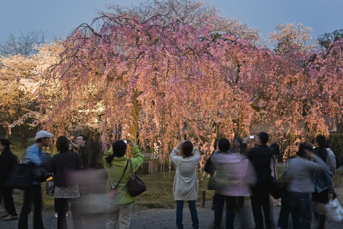 En 2018, el país asiático recibió 31, 2 millones de turistas; los japoneses se quejan de la concentración masiva de visitantes