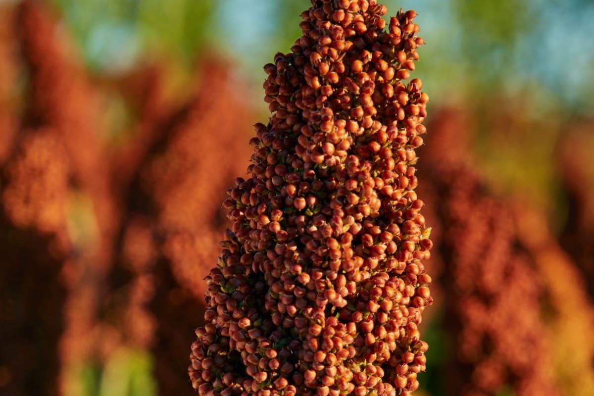 En 2019 en sorgo se dio el surgimiento de la resistencia a herbicidas de la familia de las imidazolinonas