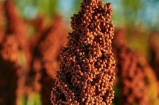 Una historia exitosa para el sorgo