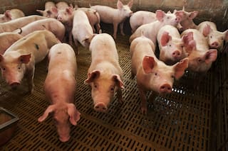 Hito. La cadena porcina logró su primer superávit en la balanza comercial
