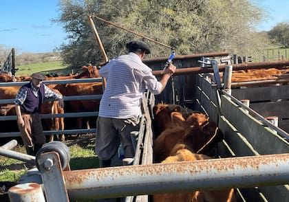 En 2021, la cadena bovina generó 489.637 puestos de trabajo de acuerdo a la estimación de FADA, sumando los puestos de trabajo que se generan en la producción primaria, la industria, el comercio y el transporte