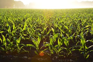 Tecnología agrícola y desarrollo sostenible: las estrategias para alcanzar el hambre cero