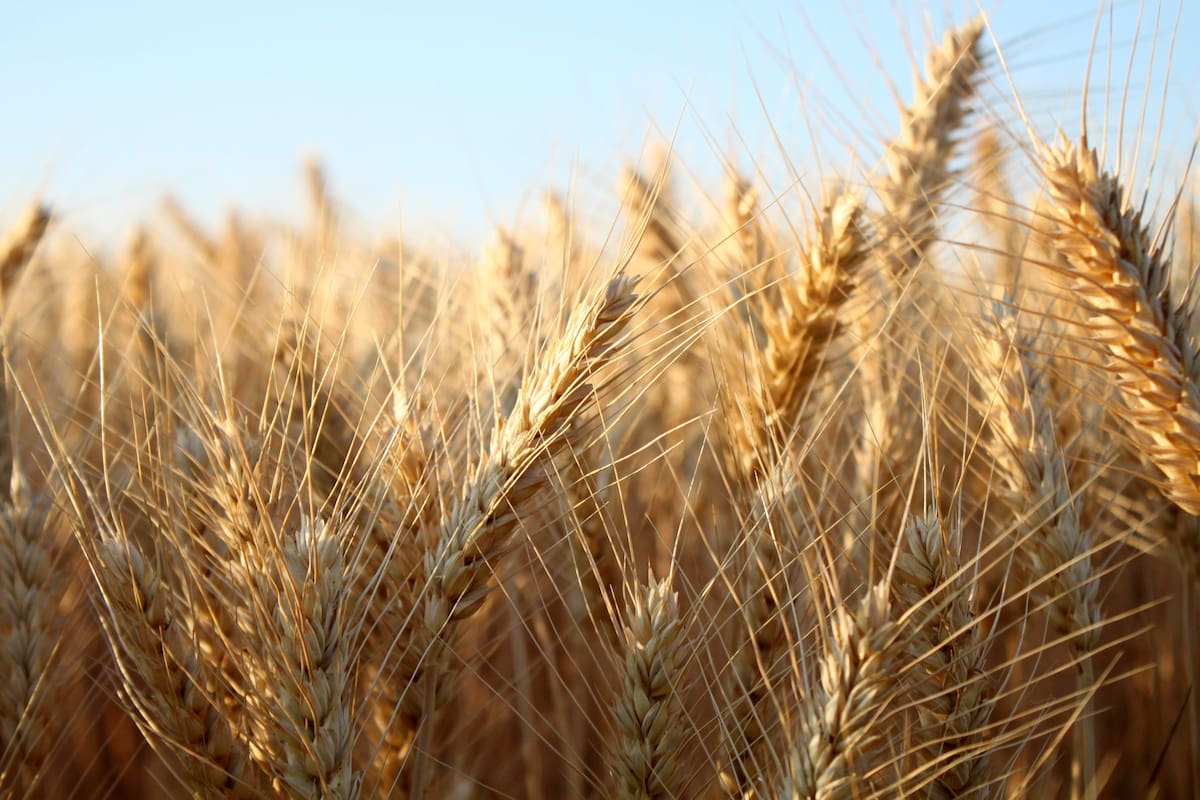 En 2022 la Argentina fue el mayor proveedor del gigante asiático con 2,4 millones de toneladas