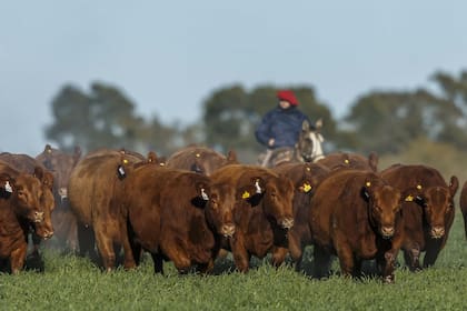 En 2023 la cadena bovina ocupó 468.681 puestos de trabajo