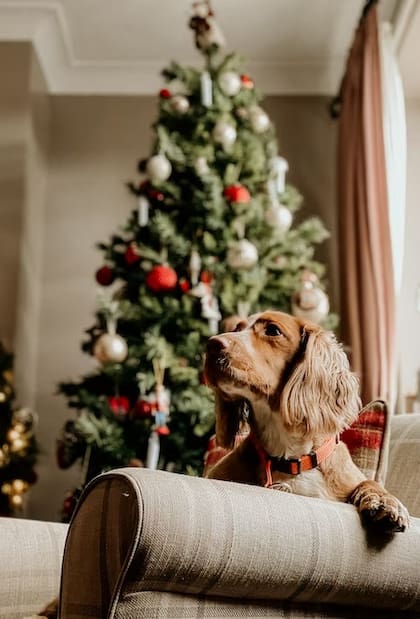 En 2023, la Nochebuena es un domingo y la Navidad, será un lunes. En estas fechas, las familias y amigos se juntan para celebrar y hacer pequeños regalos. Por lo tanto, son días de descanso extendido