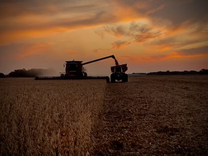 En 2023 trabajarán 12.000 hectáreas entre superficie propia y alquilada, con maquinaria propia para cultivo de soja, maíz y trigo, en secano y bajo riego