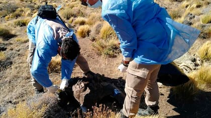 En 2024 hubo otro caso de un cóndor envenenado en Río Negro
