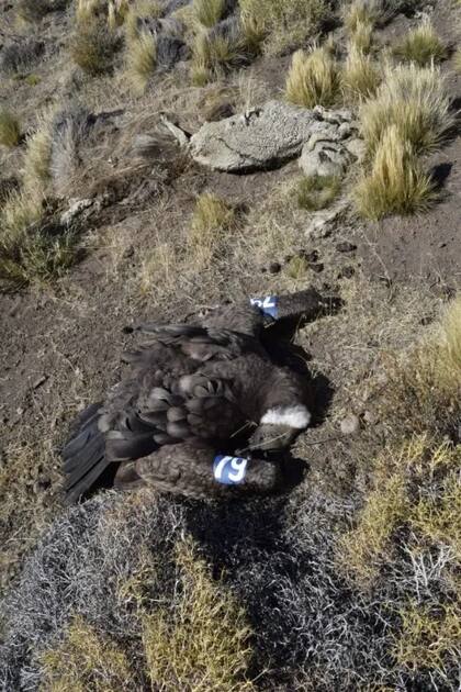 En 2024 hubo otro caso de un cóndor envenenado en Río Negro