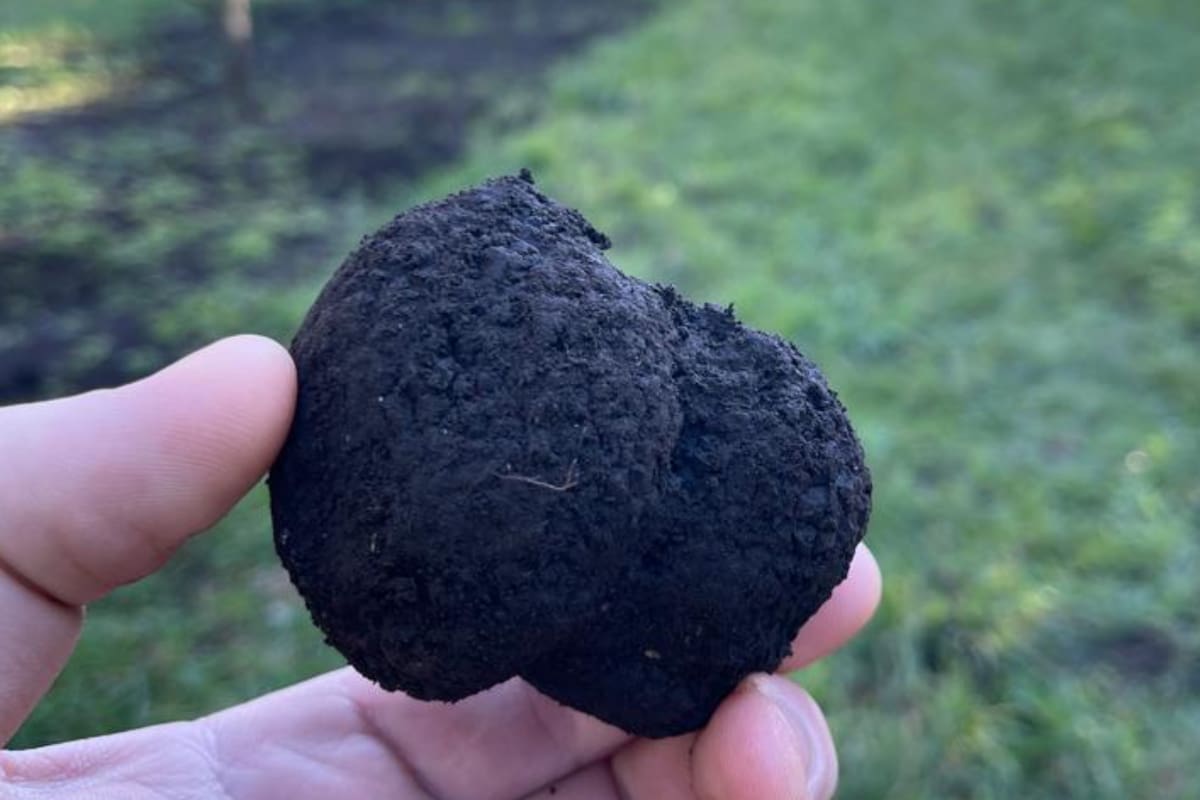 En 2024 produjeron 55 kilos de trufas por hectárea en promedio, con sectores de más de 80 kilos y otros de 35