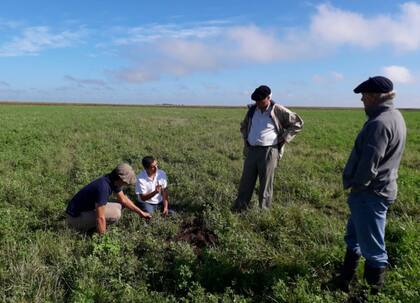 En 25 de Mayo trabajan unas 12.000 hectáreas y combinan agricultura y ganadería de cría; producen maíz, trigo, soja, girasol y arveja, comenzaron con camelina y también incorporaron cultivos de cobertura