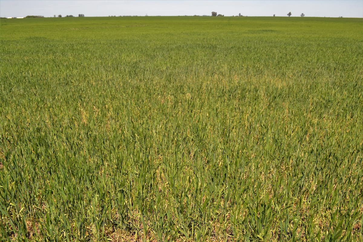 En 9 de Julio se aguardan fuertes pérdidas productivas
