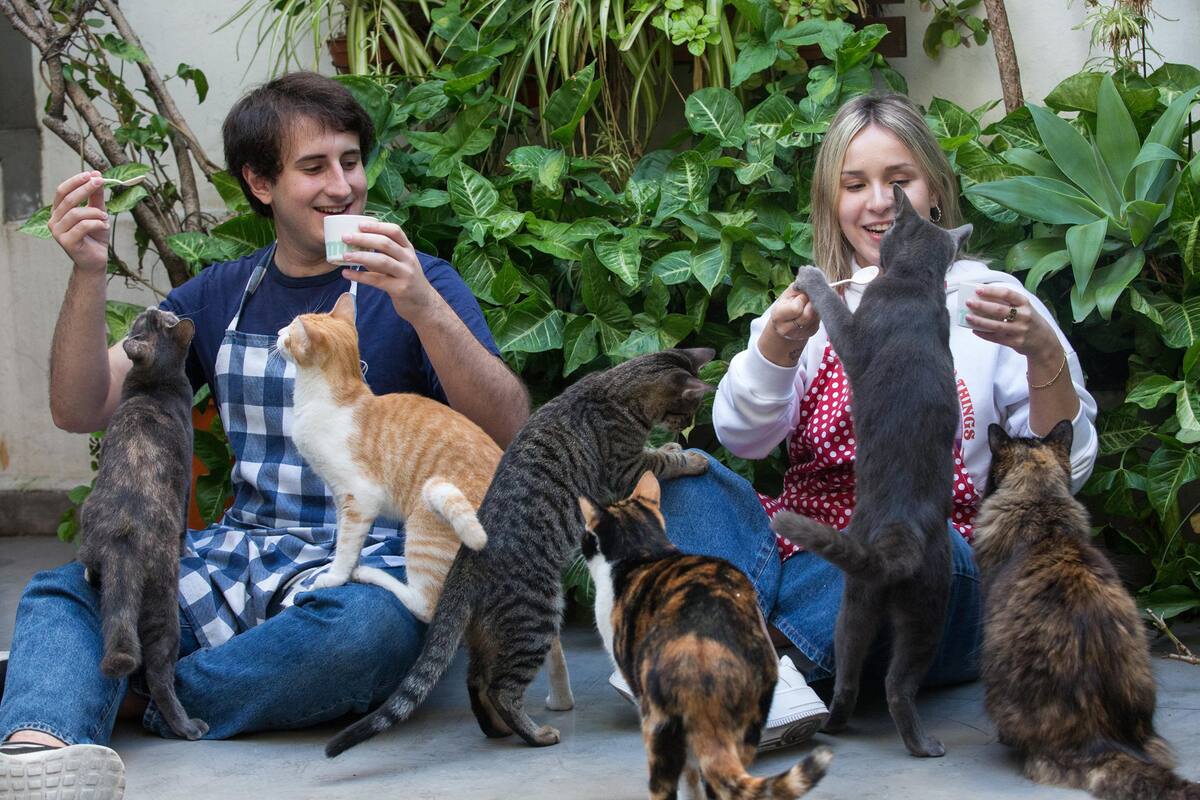En Abasto, Cat Café solicita una reserva previa a través de redes sociales