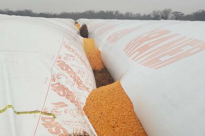 En Adelia María 4 bolsones tenía soja y 3 maíz