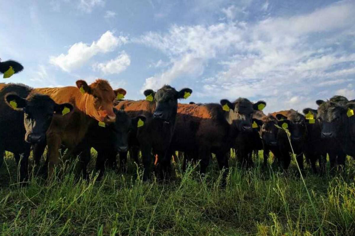 En Adelia María, en el sur cordobés, la firma apuesta a un manejo natural y con enfoque holístico