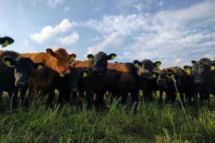 En Adelia María, en el sur cordobés, la firma apuesta a un manejo natural y con enfoque holístico