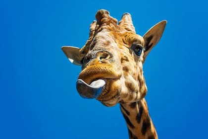 En África las jirafas comen muchas acacias, cuyas espinas les hieren la lengua. Su saliva tiene propiedades antisépticas, lo cual ayuda a que cicatrice más rápido