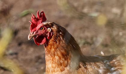 En agosto de 2023 el Senasa comunicó a la Organización Mundial de Sanidad Animal (OMSA) la recuperación del estatus sanitario libre de influenza aviar