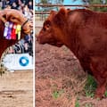 Quién tiene el toro más caro de la Argentina