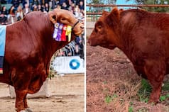 “Mafioso vs. Álvaro”: quién tiene el toro más caro de la Argentina