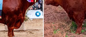 Quién tiene el toro más caro de la Argentina