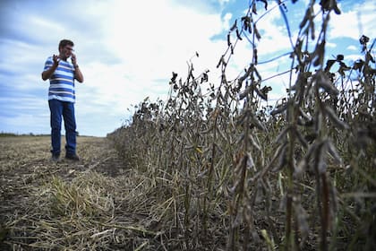En agricultura también predominan las expectativas positivas, aunque con menor intensidad. El 53% cree que el próximo lustro será favorable, mientras que un 43% estima que la situación permanecerá estable
