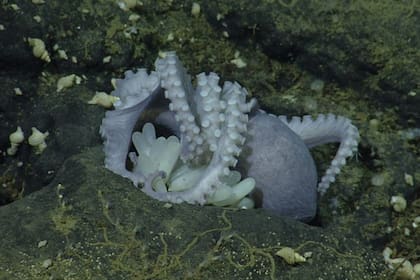 En aguas más cálidas, las hembras de pulpo pueden tener un período de incubación mucho más corto
