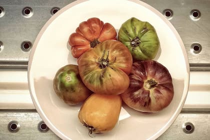 En Ajo Negro no trabajan con un tipo de tomate particular, sino que reciben un mix con lo mejor que tengan cada semana. Podrán ser corazón de buey, tomates amarillos, otros negros o en rama y orgánicos.
