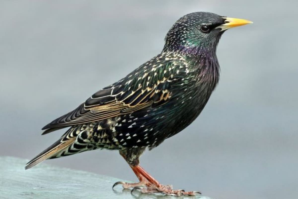 En al menos ocho estados de EE.UU., se registraron casos de aves que manifestaron trastornos neurológicos, hinchazón de ojos y costras; la mayoría murieron.