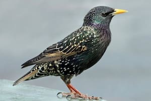 En al menos ocho estados de EE.UU., se registraron casos de aves que manifestaron trastornos neurológicos, hinchazón de ojos y costras; la mayoría murieron.