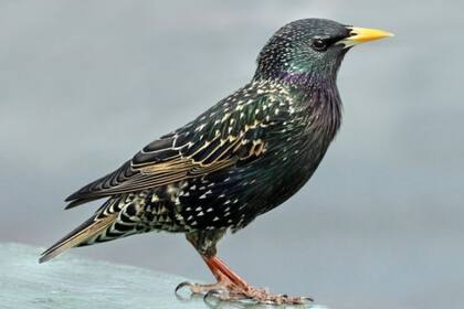 En al menos ocho estados de EE.UU., se registraron casos de aves que manifestaron trastornos neurológicos, hinchazón de ojos y costras; la mayoría murieron.