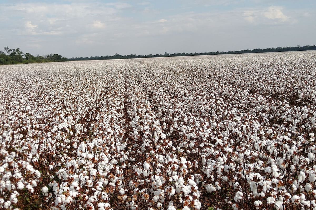 En algodón la entidad explicó que los precios al productor crecieron solo un 10% interanual, muy por debajo de la inflación
