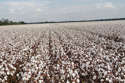 En algodón la entidad explicó que los precios al productor crecieron solo un 10% interanual, muy por debajo de la inflación