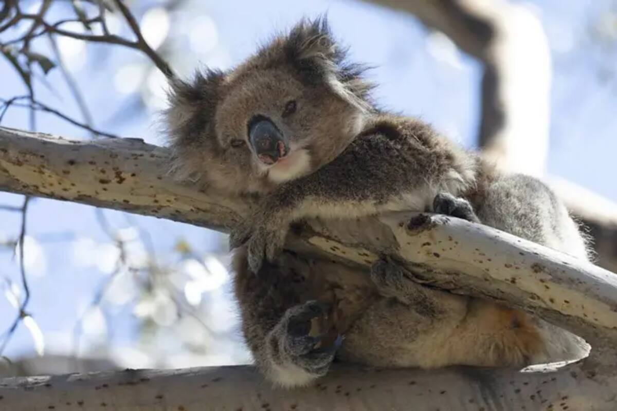 En algunas poblaciones en la Australia continental, hasta el 88% de koalas sufren de clamidia