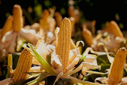 En algunas zonas todavía queda cerca de la mitad del cereal por levantar y hay temor por nuevas precipitaciones