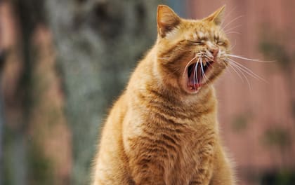 En algunos casos, el maullido está relacionado con malestar físico, por lo que es recomendable visitar al veterinario
