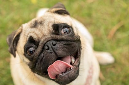 En algunos perros de cara plana, como los pugs, este tercer párpado sirve para darle una protección extra a los ojos