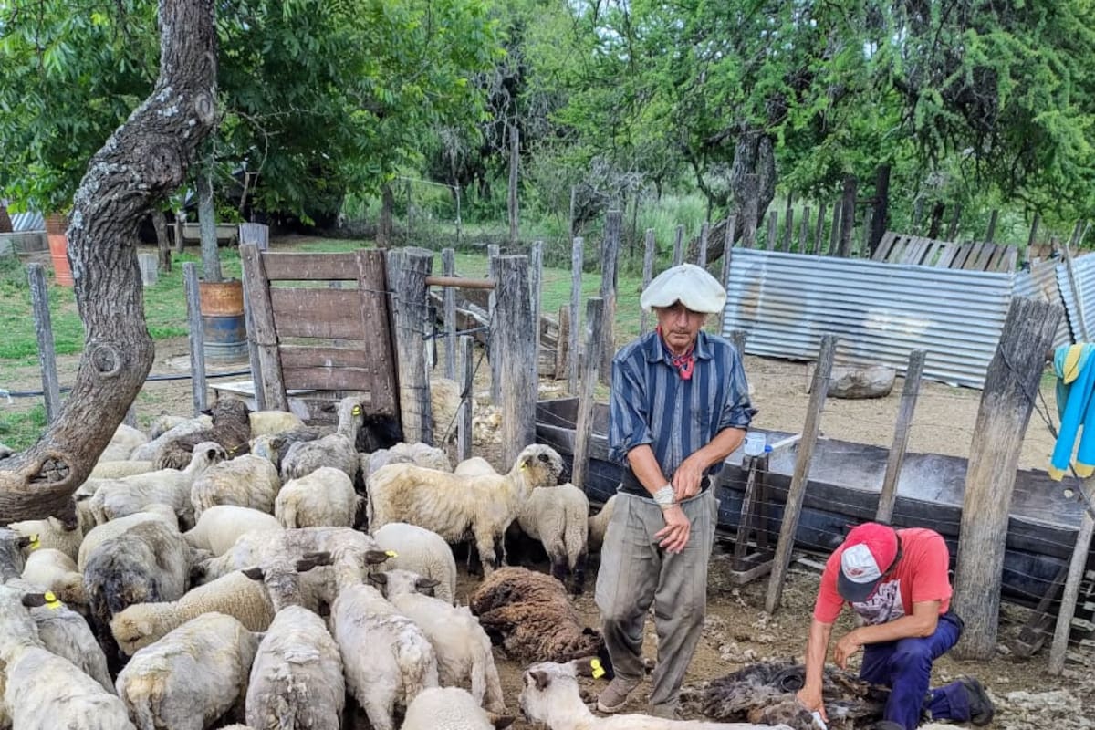 En Altos de Calmayo crían ganado ovino