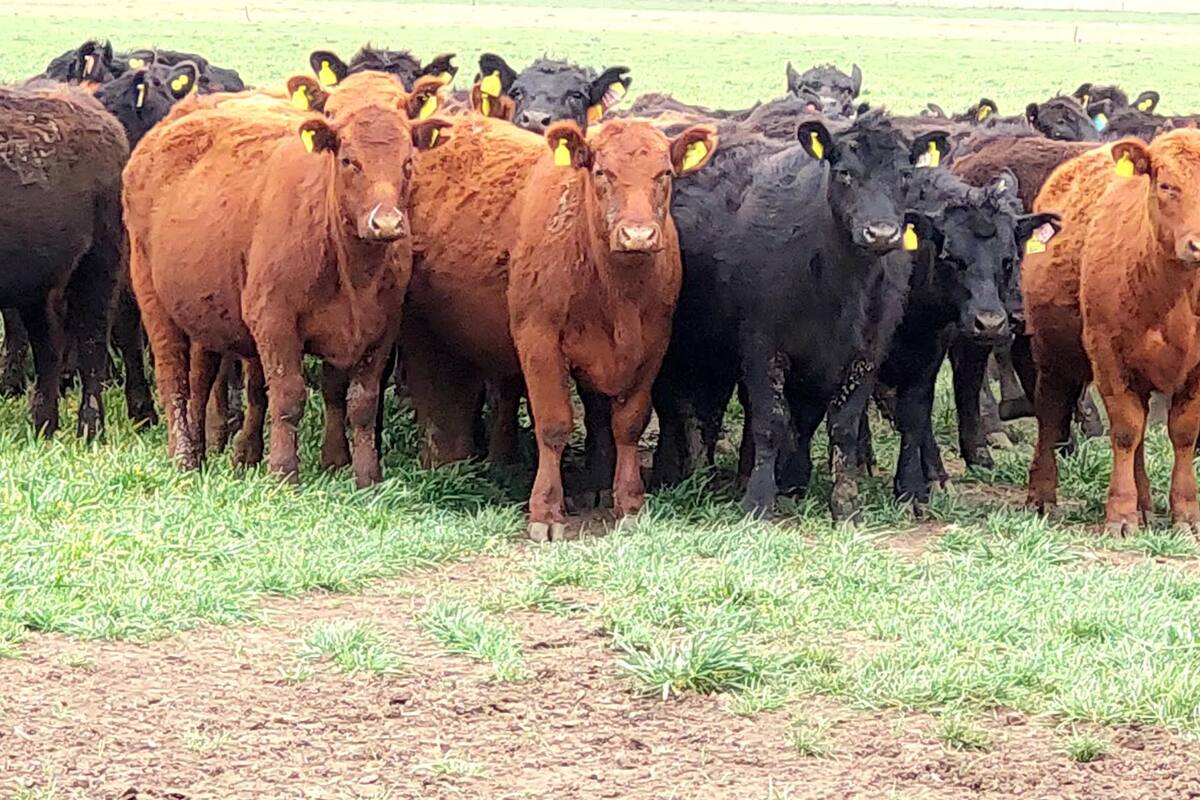 En ambientes de cría con restricciones, se deberían buscar reproductores que den hembras adaptadas a esas condiciones, con tamaño razonable y mediana producción de leche