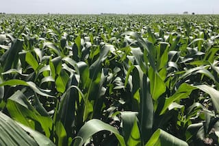 Fertilizantes y herbicidas más caros: cómo queda la relación insumo/producto