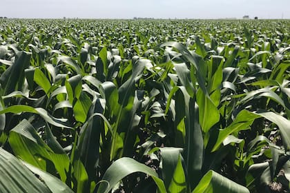 Pese a la suba de productos como los fertilizantes, la relación insumo-producto sigue siendo favorable por la mejora de los granos
