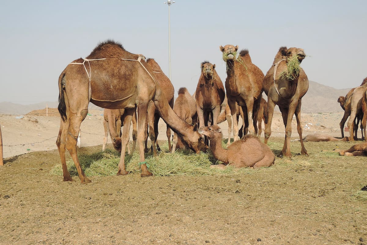 En Arabia Saudita los agricultores mezclan cebada y alfalfa para alimentar a su ganado, especialmente ovejas, camellos y caballos