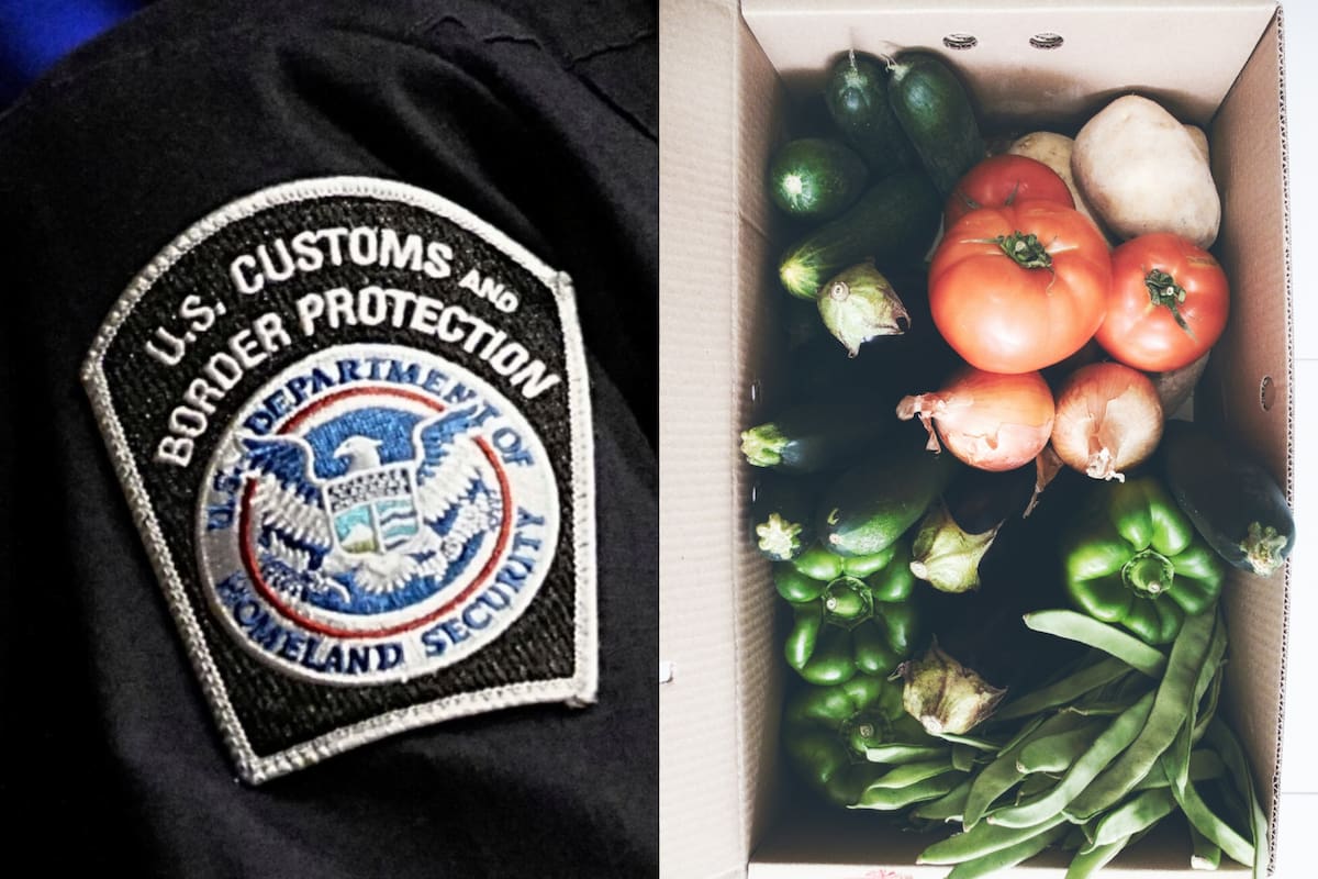 En Arizona, la CBP encontró un insecto de la especie Polyamia arachnion Kramer en un cargamento de vegetales