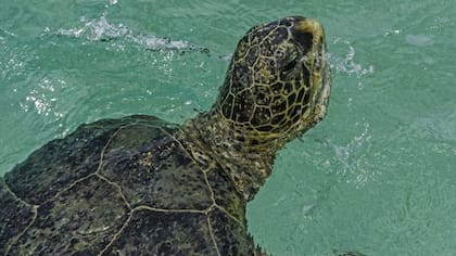 En ausencia de pesca, muchos animales marinos se benefician con más alimentos, hábitats más saludables y un menor riesgo de ser atrapados