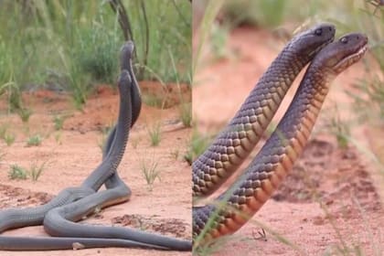 En Australia, dos serpientes de Mulga fueron vistas enredando sus cuerpos en una feroz batalla que duró más de una hora