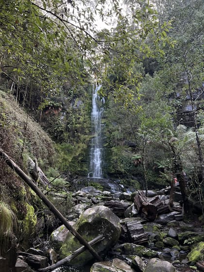 En Australia no se descarta ninguna posibilidad cuando se trata de flora y fauna