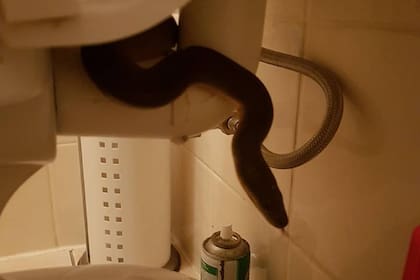 En Australia suelen encontrarse serpientes en los inodoros ya que es un país con mucha fauna. Siempre, recomiendan, hay que mirar antes de sentarse.