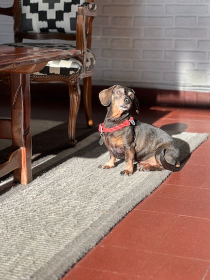 En Ave María las mascotas son tan malcriadas como los huéspedes humanos