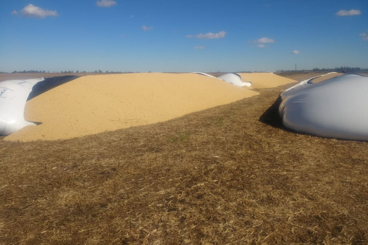 En Baigorrita, a Daniel Casella le destruyeron cuatro silobolsas con soja